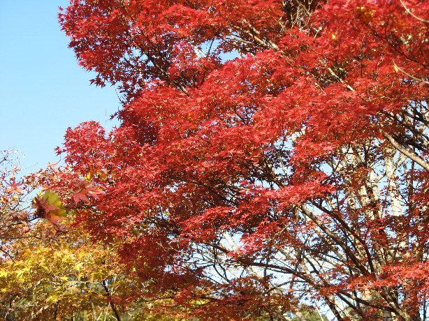 紅葉