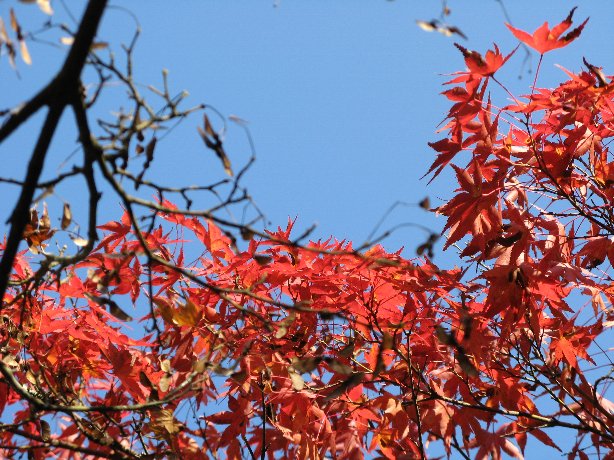 香嵐渓の紅葉