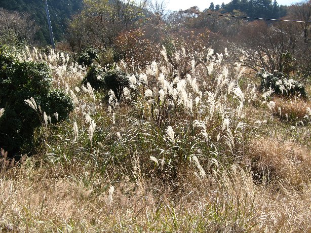 本宮山山頂のススキ