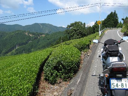 国道362と茶畑