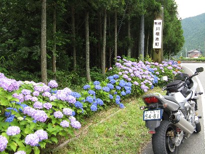 川根本町のあじさい