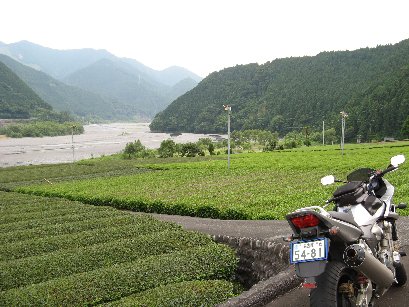 茶畑と大井川