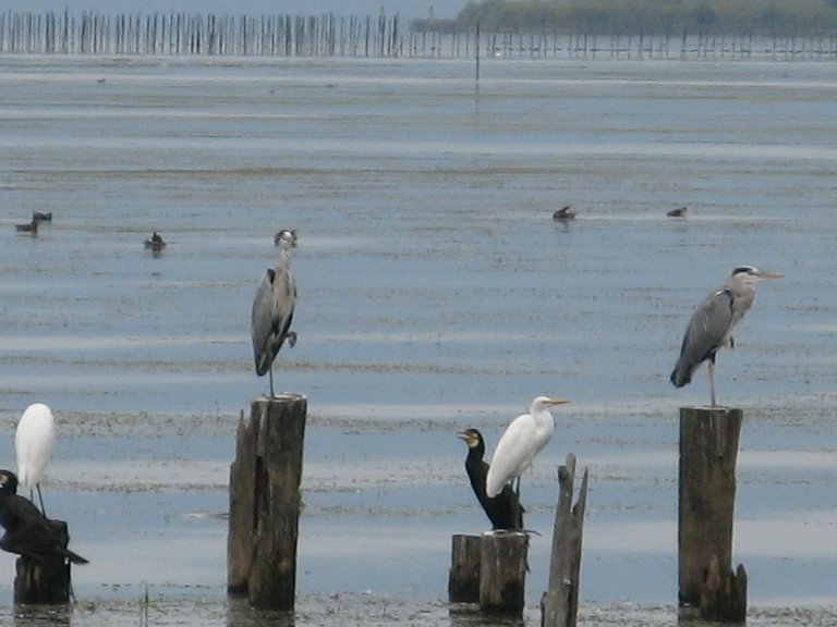 琵琶湖の鳥