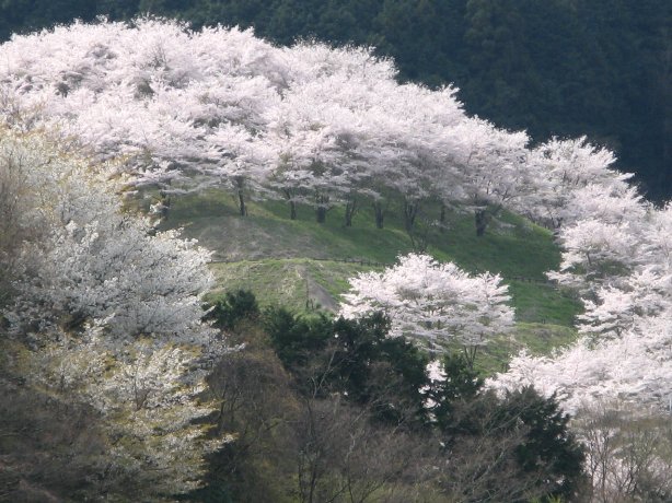 天理ダムの山桜