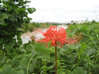 川岸の彼岸花