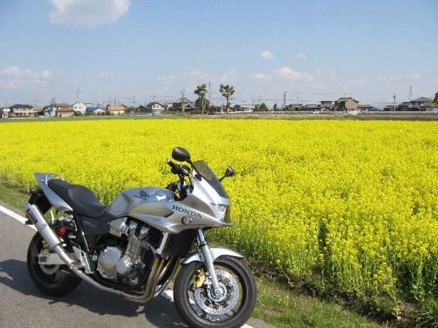 菜の花畑で
