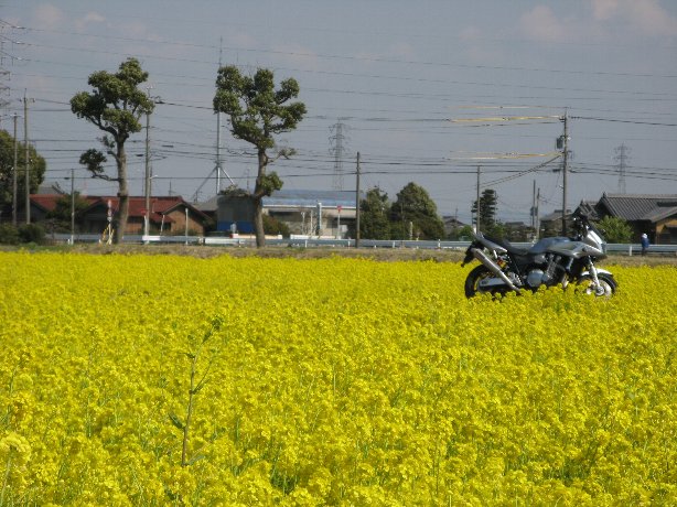 菜の花畑の中