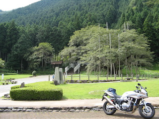 根尾谷薄墨桜