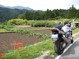 彼岸花と
