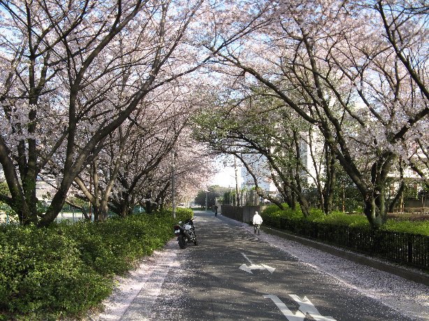 さくらのトンネル