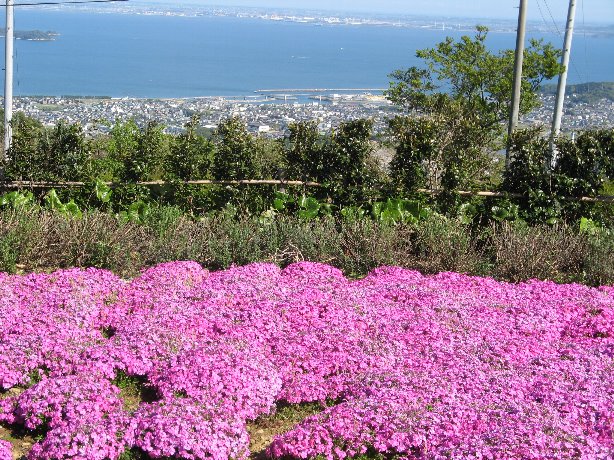 山頂芝桜