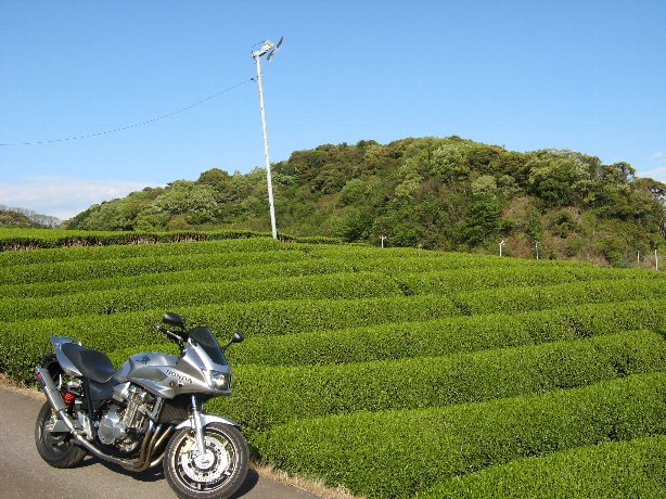 吉良の茶園